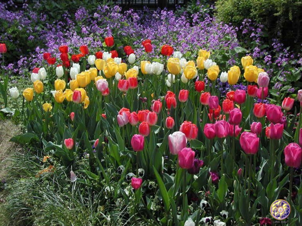 Curso Esencias Florales